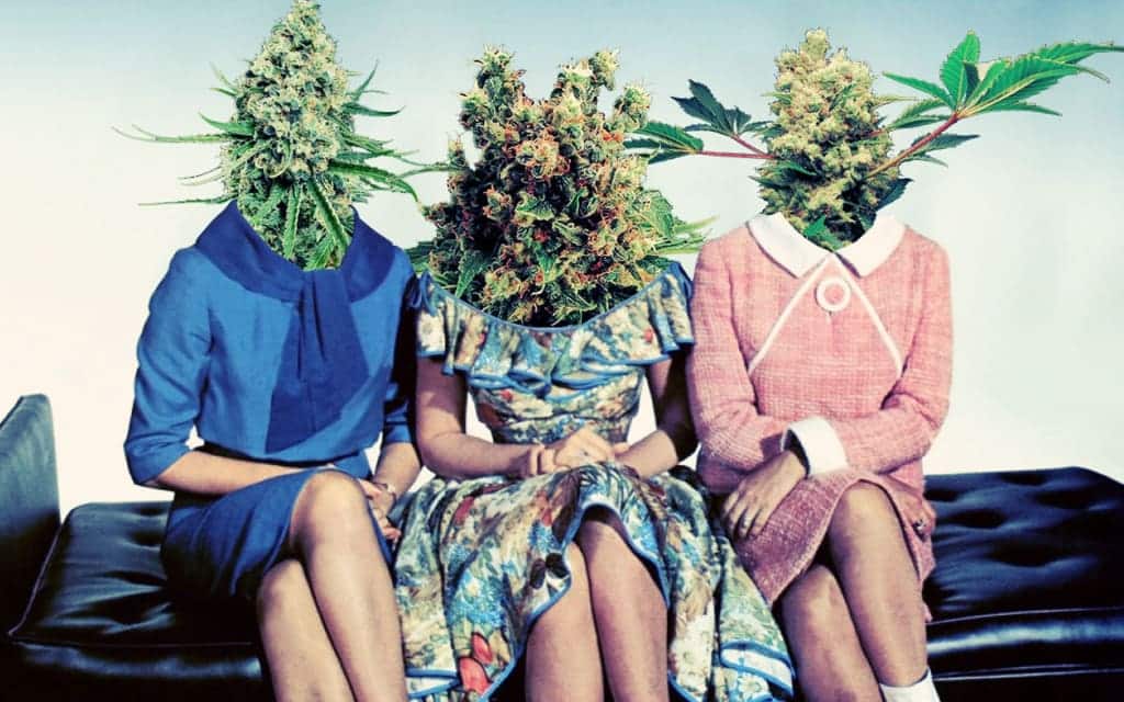 Women in the Cannabis Industry: Breaking Boundaries and Building Legacies